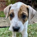 Photo of Izzy 12 Week Old Cattle Dog X Wolfhound