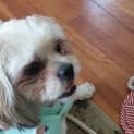 Photo of Milo 2 Year Old Maltese X Shih Tzu (Trial)