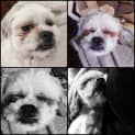 Photo of Milo 2 Year Old Maltese X Shih Tzu (Trial)