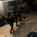 Photo of Shadow