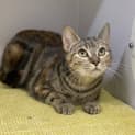 Photo of Beanie
