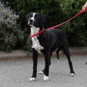 Photo of Tux