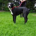 Photo of Tux
