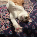 Photo of Leo