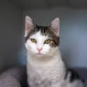 Photo of Muffin