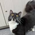 Photo of Chessy