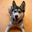 Photo of Rufus