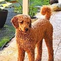 Photo of Teddy