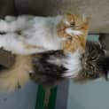 Photo of Boots