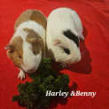 Photo of Harley & Benny