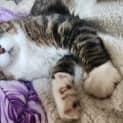 Photo of Ollie