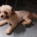 Photo of Paco
