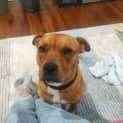Photo of Lulo