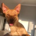 Photo of Harry 1 Year Old Kelpie X (Trial)