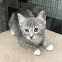 Photo of Merlin