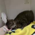 Photo of Annie
