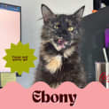 Photo of Ebony 😻