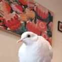 Photo of Tiny Tame Dove