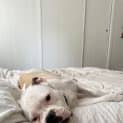 Photo of Boof