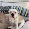 Photo of Boof
