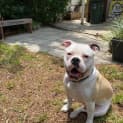 Photo of Boof