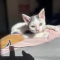 Photo of Shihiro   Located In Bentleigh East