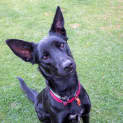 Photo of Ash