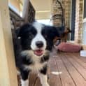 Photo of Nala