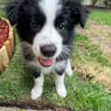 Photo of Nala