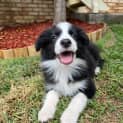 Photo of Nala