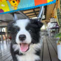 Photo of Pumbaa