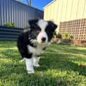Photo of Pumbaa