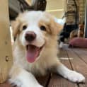Photo of Simba