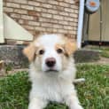 Photo of Simba