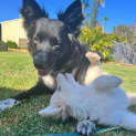 Photo of Timon