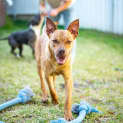 Photo of Harry 1 Year Old Kelpie X (Trial)