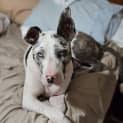 Photo of Bobby 9 Month Old Catahoula X (Trial)