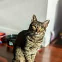 Photo of Cleopatra