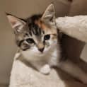 Photo of Lola