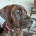 Photo of Artemis
