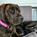 Photo of Artemis