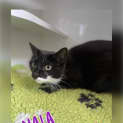 Photo of Nala