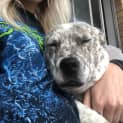 Photo of Chop