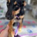 Photo of Piper