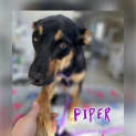 Photo of Piper