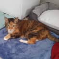 Photo of Cleo