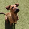 Photo of Schmoo