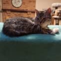 Photo of Mumma Mia ** 2nd Chance Cat Rescue** 