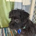 Photo of Chase   5 Month Old Maltese X (Trial)