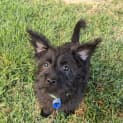 Photo of Chase   5 Month Old Maltese X (Trial)